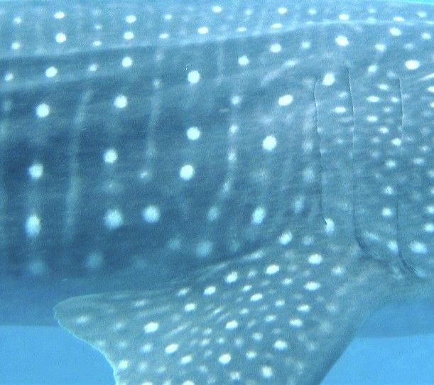 6ad300ad-0a10-4bd8-bf48-ac7d2ed02a5b