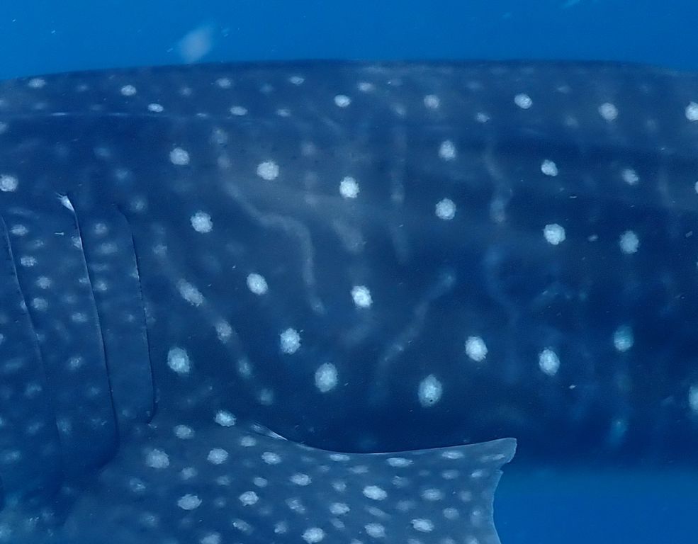 c8332b07-1d64-4265-bb19-3ab43c99fdcd