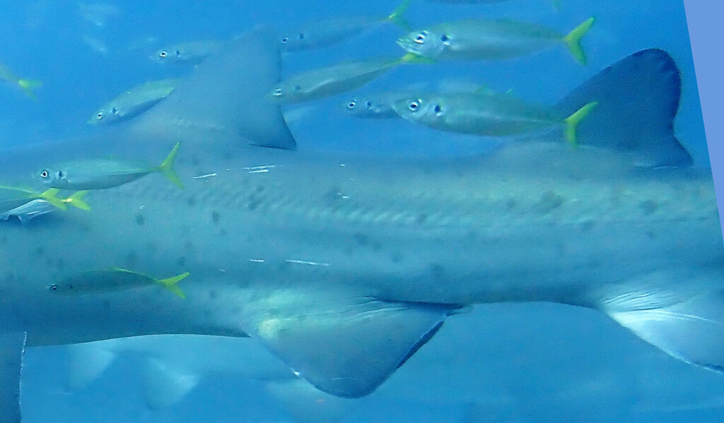 2830440e-90b5-421e-b4d3-bf2ec60e34fa