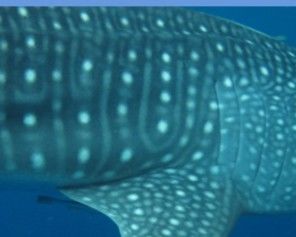 b6c74740-59cf-4b72-943d-36ed2486f00c