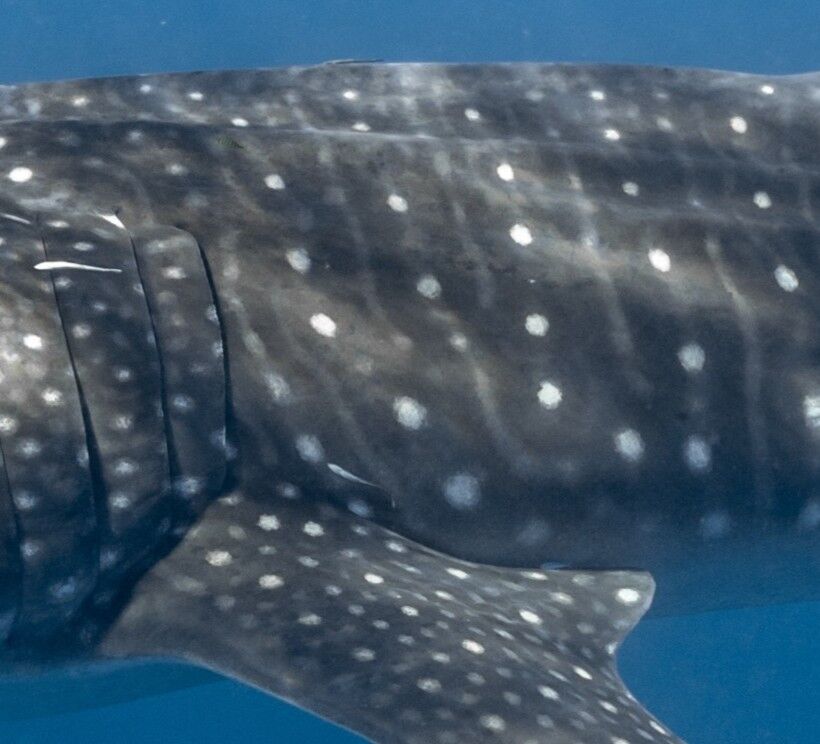 515d0a05-df74-4f85-93a8-4dc17f1d2359