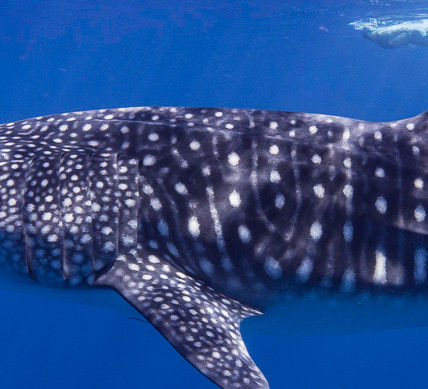 81266e96-71c9-4636-a5f9-b51a1c309e03