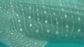 9a8e8c1d-a02c-454f-a2c3-08d427da3409