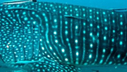 10ba4406-823e-4a9c-8a28-341a0df0b399