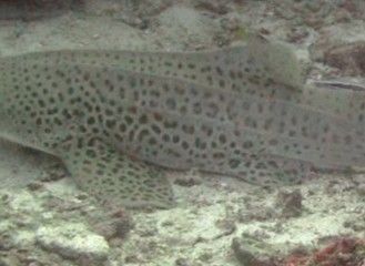 79a2935a-450f-40f3-85c4-7567fbf7b0a0