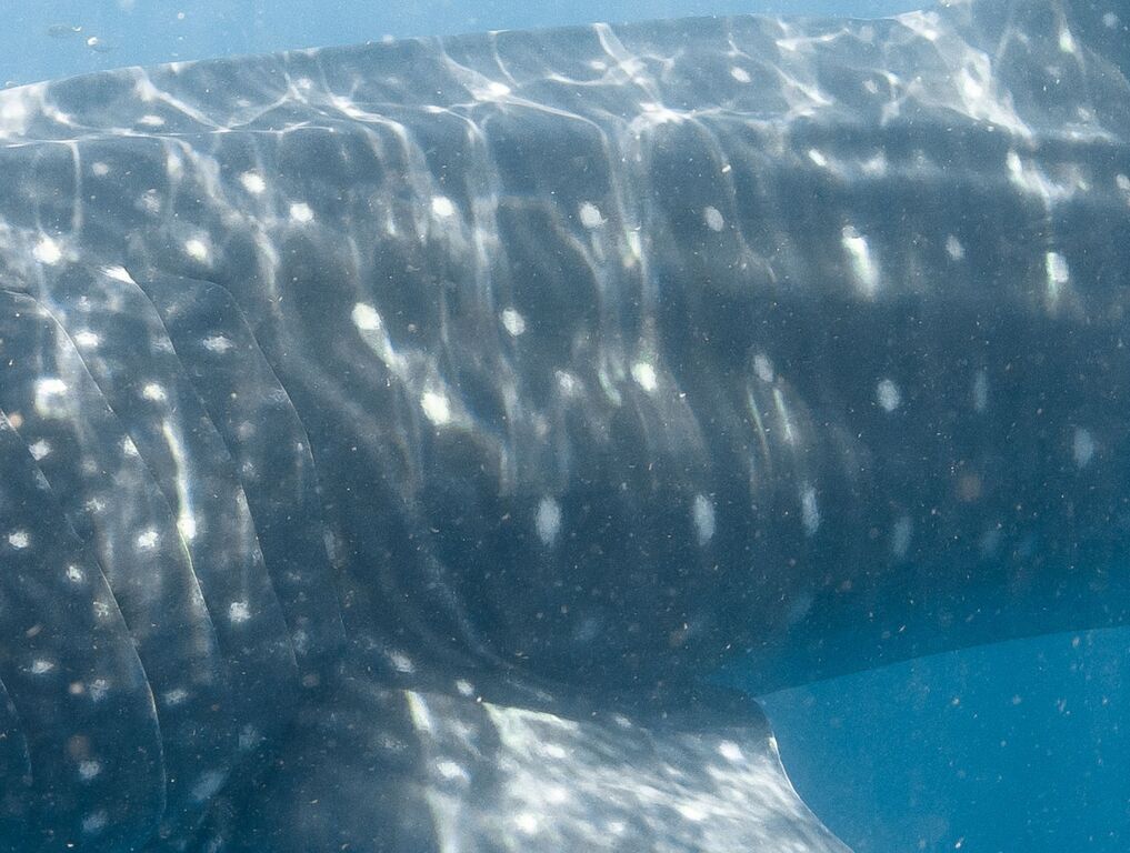 2e3077b9-042a-471d-9b01-cdf1c1e36d67