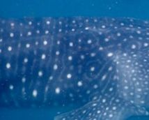 3b14eac8-1ed1-4574-9c2c-83e3a6f2dcca