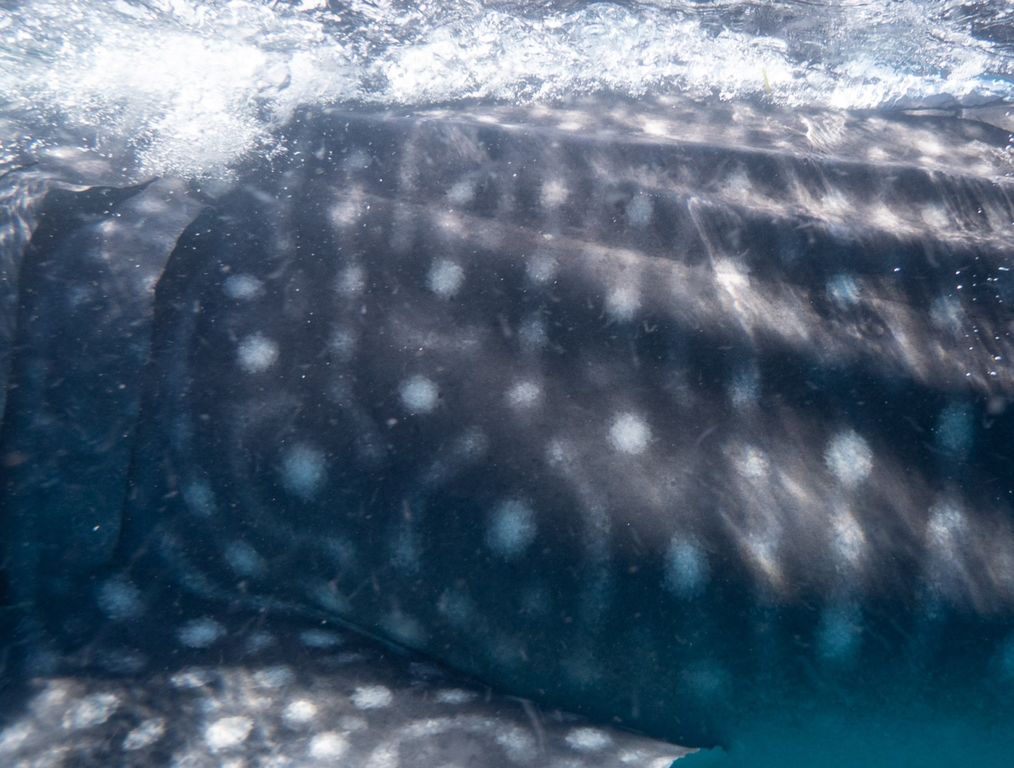 2c9081aa-ee5d-466d-a24b-d376ef642cc0