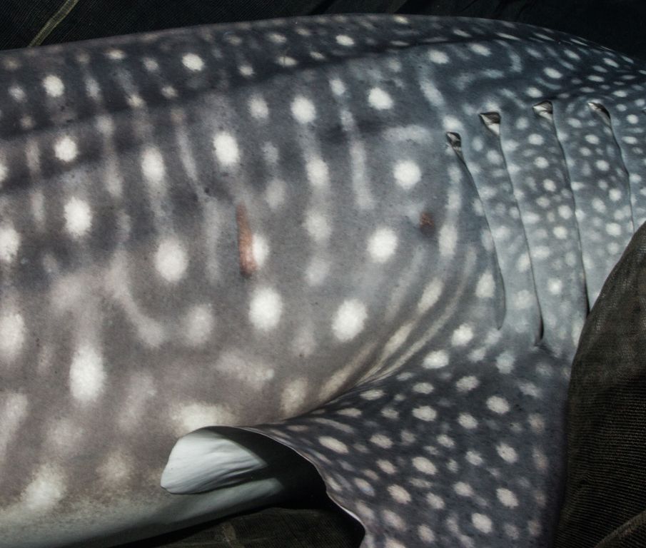 412d9317-9b05-4381-9994-a5bba8cd8420