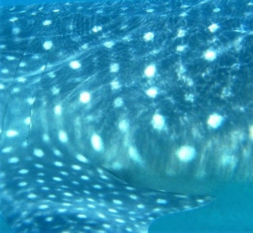 dc1302da-6fbd-43d5-a5d0-c1e189a819a6