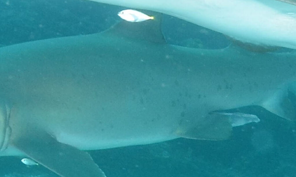 81a6c22a-4765-48f9-b0a1-61609c770a5e