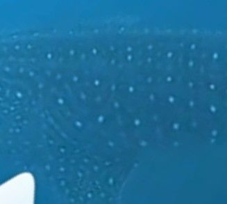 bf2f5485-6593-41d3-ae4b-94e79bfec347