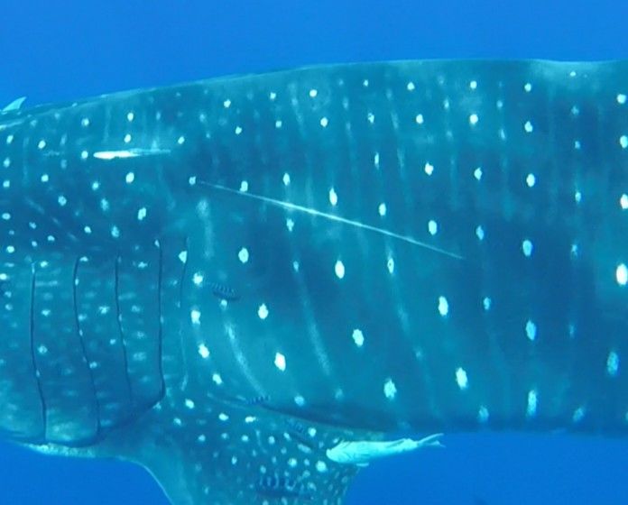 883c2972-4361-499a-9fa7-90eb8c29d903