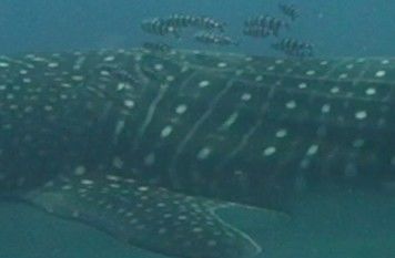 5d39aa51-8e03-4b7b-b7c7-15dc1f6d10c3