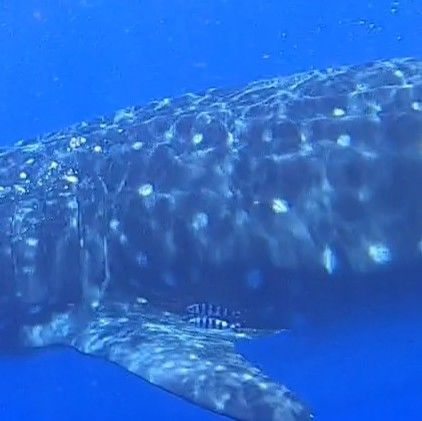 69353861-175c-4d0a-ad39-1b37f24090ef