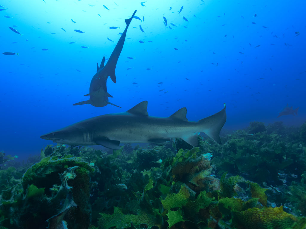 382e6550-9cac-441d-90a5-b3914d1f9b4c