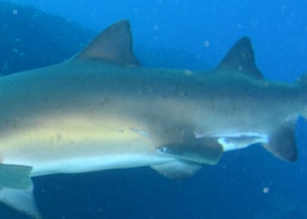 11ed38ce-5e56-4ce8-b77b-49d39b3eba2f