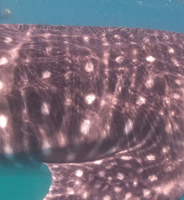 32c5a777-dc26-4db3-801c-34faf388dc50