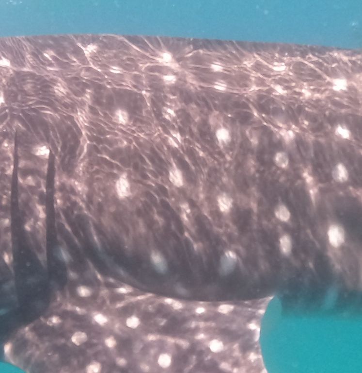 32c5a777-dc26-4db3-801c-34faf388dc50