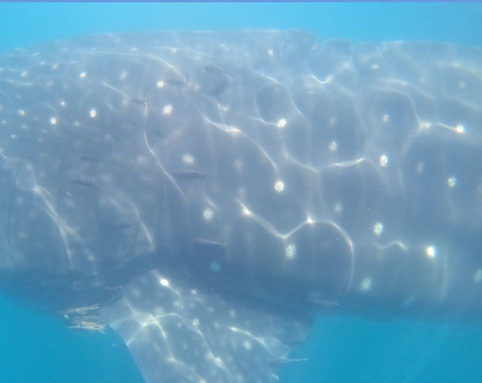 33ded323-8ae1-4e14-8afd-887a556f5335