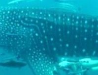 4d8719c9-0d0e-40fa-9eb3-fbafb78a11cb