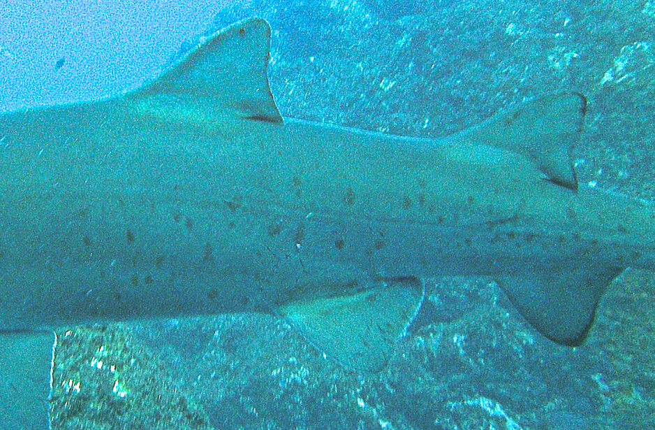 ad9992de-ba73-4394-ac43-e41a63c3a7c2