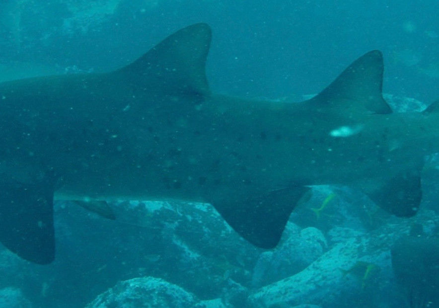 dd5e2a4c-c592-425c-9a57-39a450aaebe9