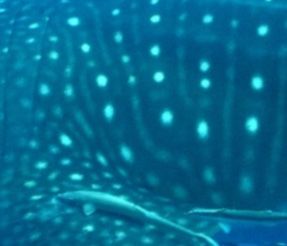 e10a5721-e228-4a5f-8099-94f96d3eb3b0