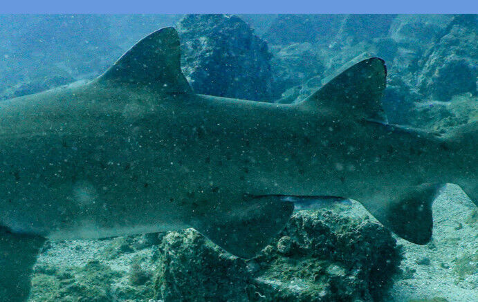 9e5ad307-f559-4e52-9de2-ac98c8fffe37