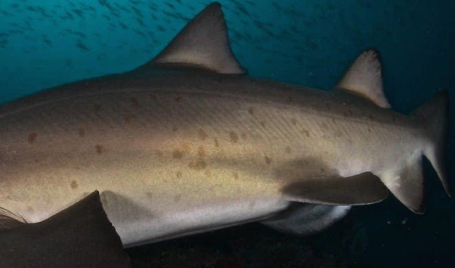 a84562e4-b72c-4162-82f0-477f2662fa59