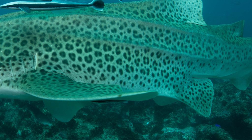 57d96075-b132-4860-a92f-5491cbb1c390