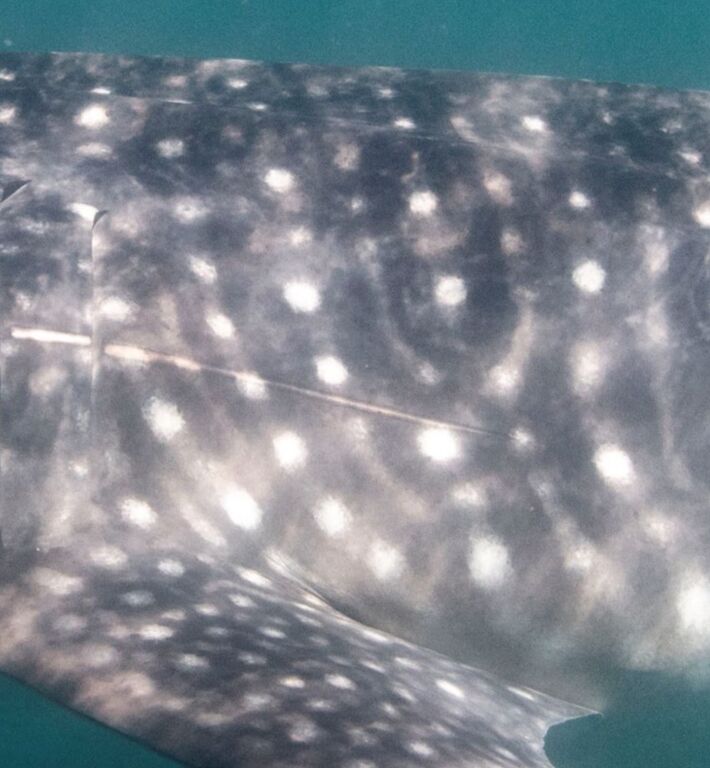 e0ed650a-ec2f-42ba-940a-28be740ba5ec