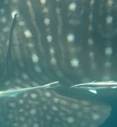 c8119802-1c43-4433-b0ee-9ee2b8a2865c