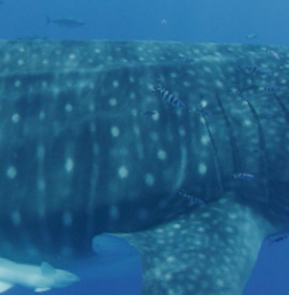 36f1d289-66c1-48ac-8bf2-59523aca0f4c