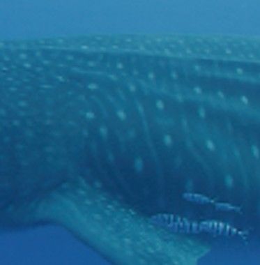 36f1d289-66c1-48ac-8bf2-59523aca0f4c