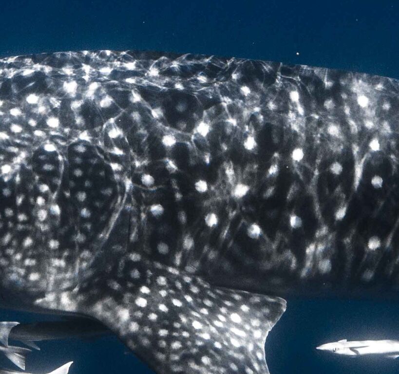 1fd339d0-785a-432d-80ae-de93992861e4