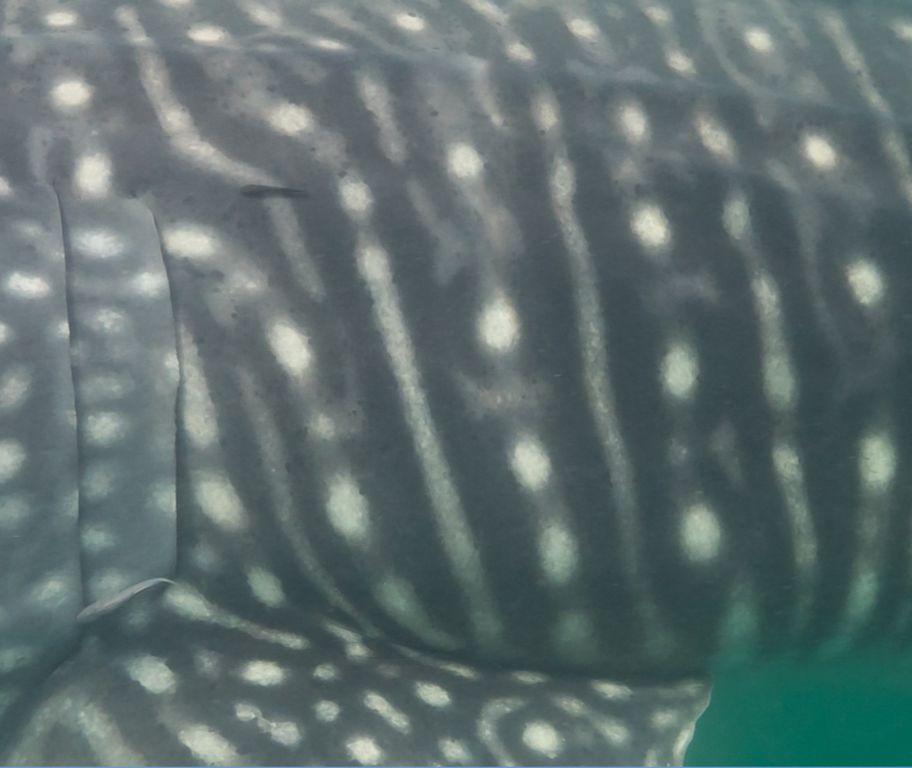 8ce6fb47-3d06-4e06-a528-2d721f58e155