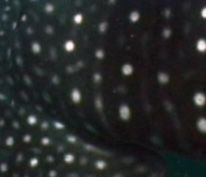 994675c9-fc90-4dfb-a25e-fd7be3fd74c5