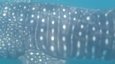 5173c695-5b62-4988-97f4-1f8d2e149721