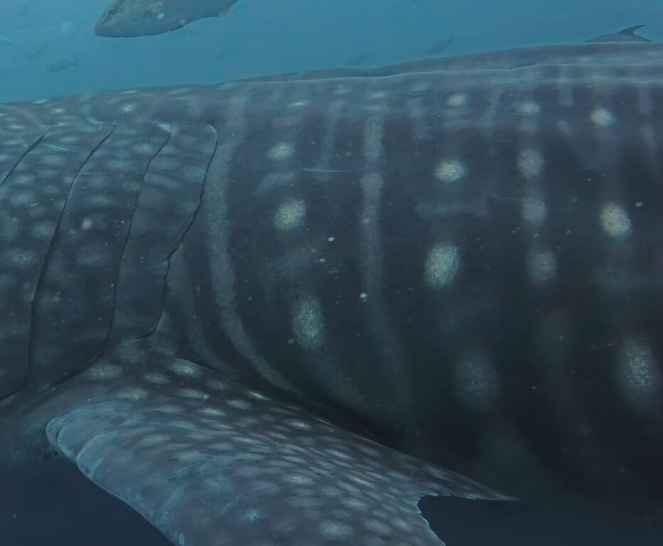 bf39b6aa-a6fd-4631-a94d-ee161e093496