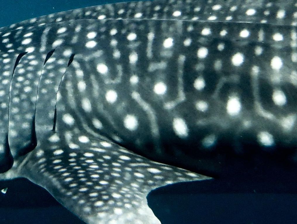 82618325-9da1-42fe-9ba0-95425294f4b5