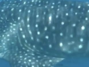 a481bbda-1989-4006-91b7-8bb8444ff915