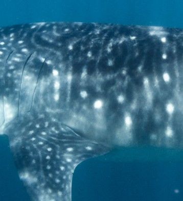 31178a2a-1186-4d2f-99cf-0a01cfeca49c