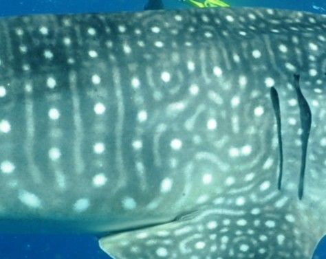 495c501b-389f-4c62-9f2b-023ee8e68a21