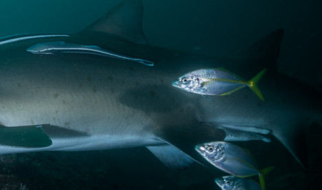 37feb32b-c639-4bca-bfad-eb15ad8b30eb