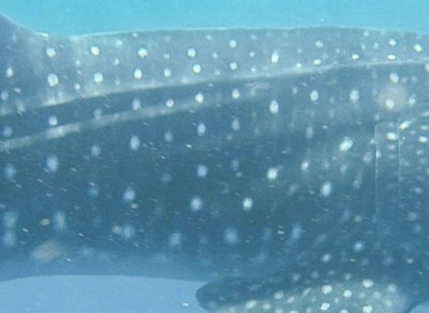 1171e1f9-051b-4dd1-ae8b-b2278b6a1f20