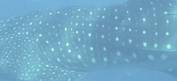 1171e1f9-051b-4dd1-ae8b-b2278b6a1f20