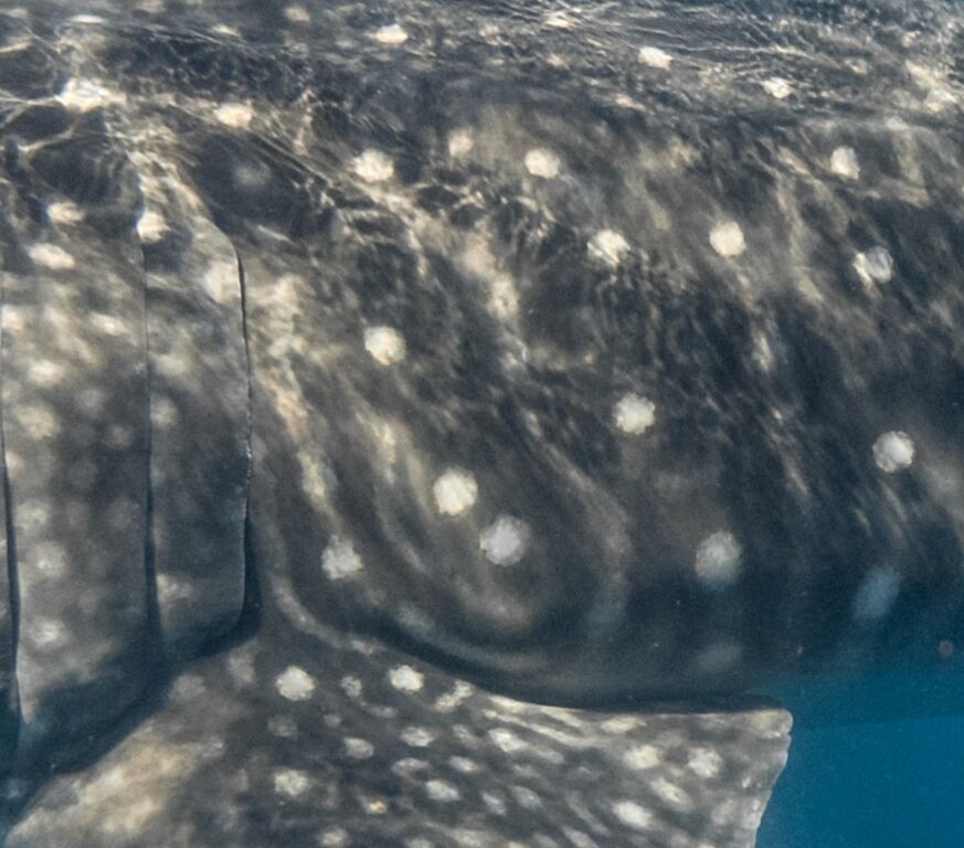 3a317da5-1cb4-412f-b840-4404e9d65183