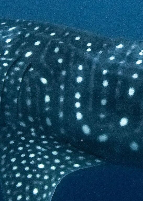 4c487ea2-99ac-4eb2-b1b3-5544460f1043