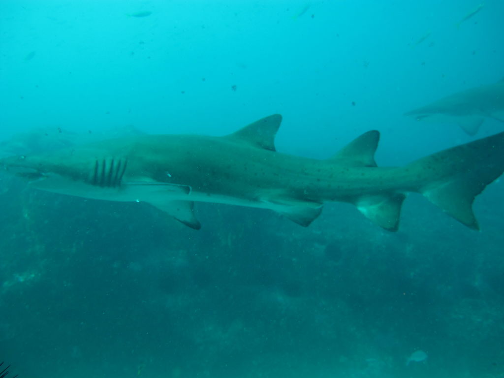 fc613bef-6072-4ff7-a921-c5a4d319a533